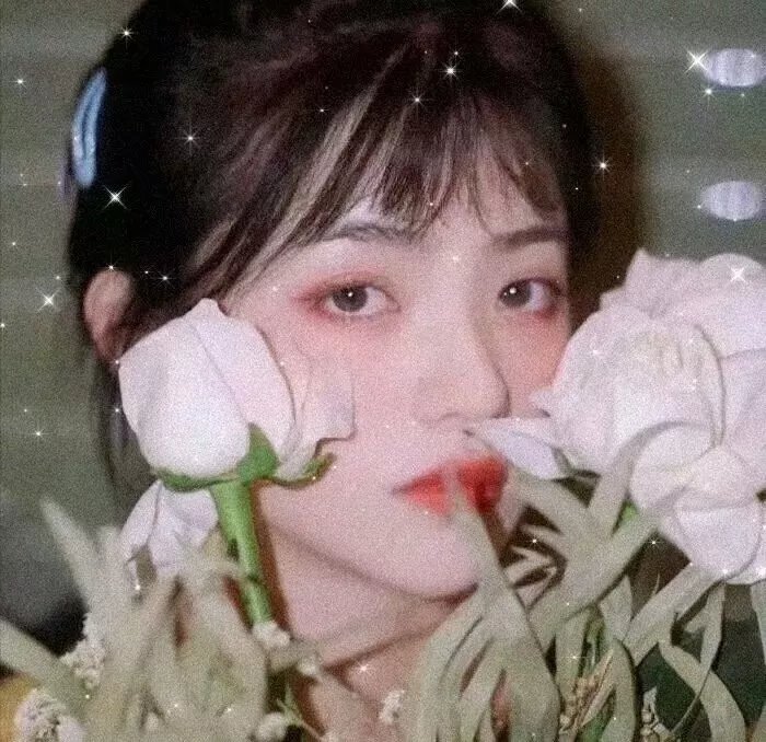 忍冬玫瑰
